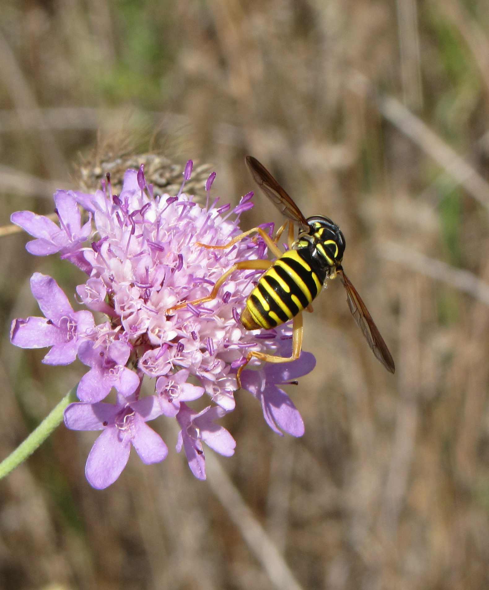 Spilomyia saltuum ♀ (Syrphidae)